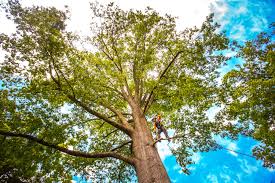 Best Fruit Tree Pruning  in Georgetown, CA