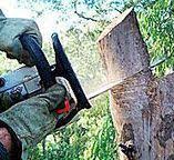 Best Utility Line Clearance  in Georgetown, CA