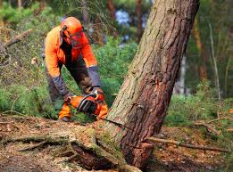 Georgetown, CA Tree Care Company