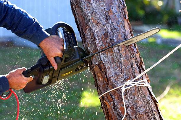Best Emergency Tree Removal  in Georgetown, CA