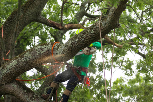 Best Tree and Shrub Care  in Georgetown, CA