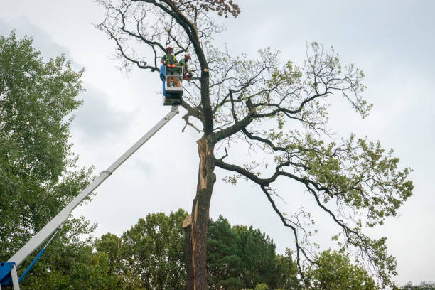 Best Arborist Consultation Services  in Georgetown, CA