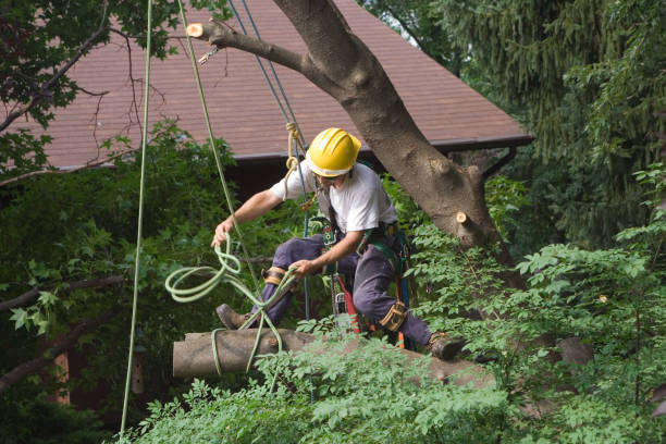 How Our Tree Care Process Works  in  Georgetown, CA