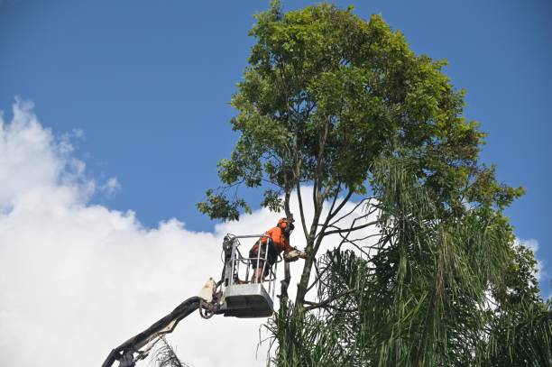 Best Root Management and Removal  in Georgetown, CA