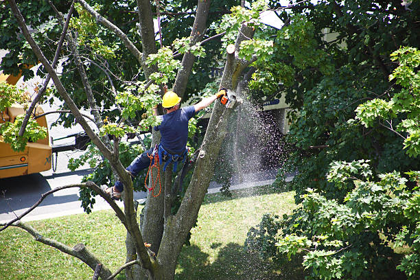 Best Tree Maintenance Programs  in Georgetown, CA